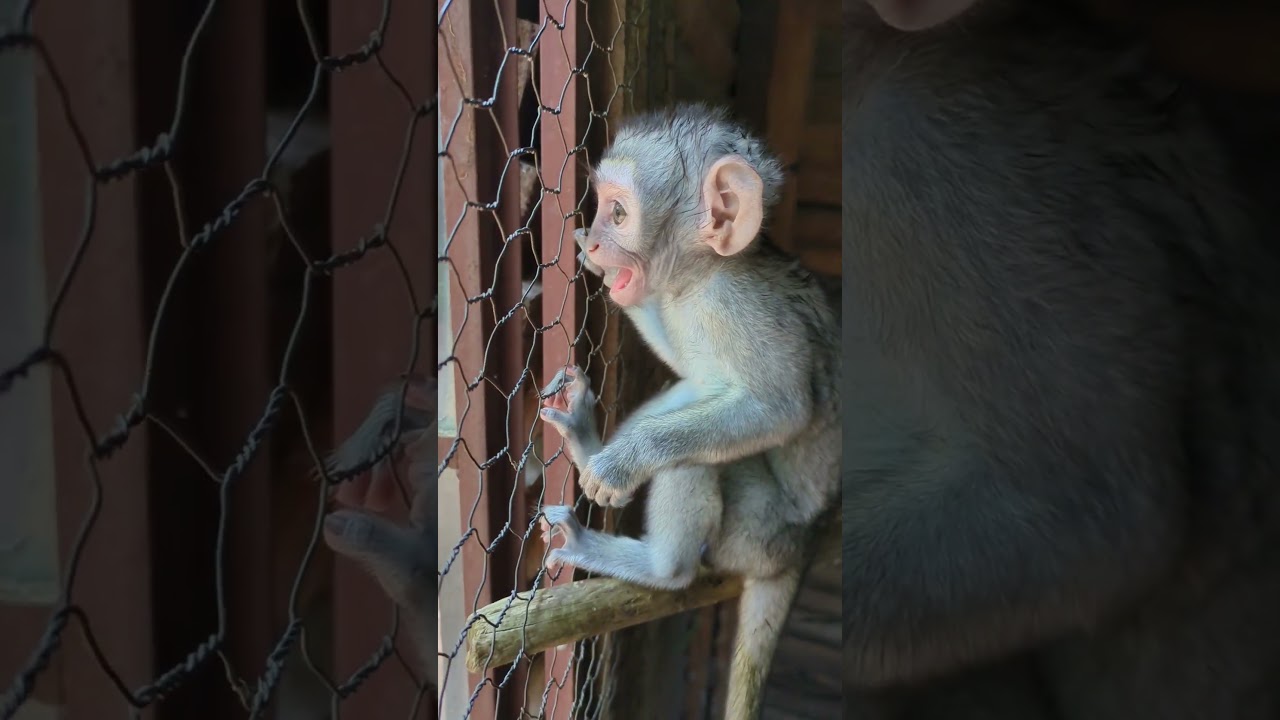 Baby orphan monkey Little  Ildiko calling for his mom