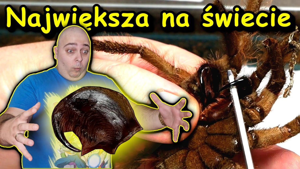 Największy ptasznik na naszej hodowli czyli Theraphosa blondi