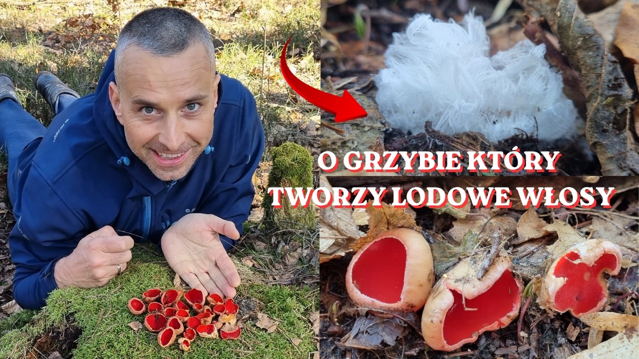 LEŚNE CUDA WIOSNY -  CZARKI, LODOWE WŁOSY, ŻURAWIE i WAWRZYNEK WILCZEŁYKO 🍄🍄🍄❄️❄️❄️ GRZYBY 2026