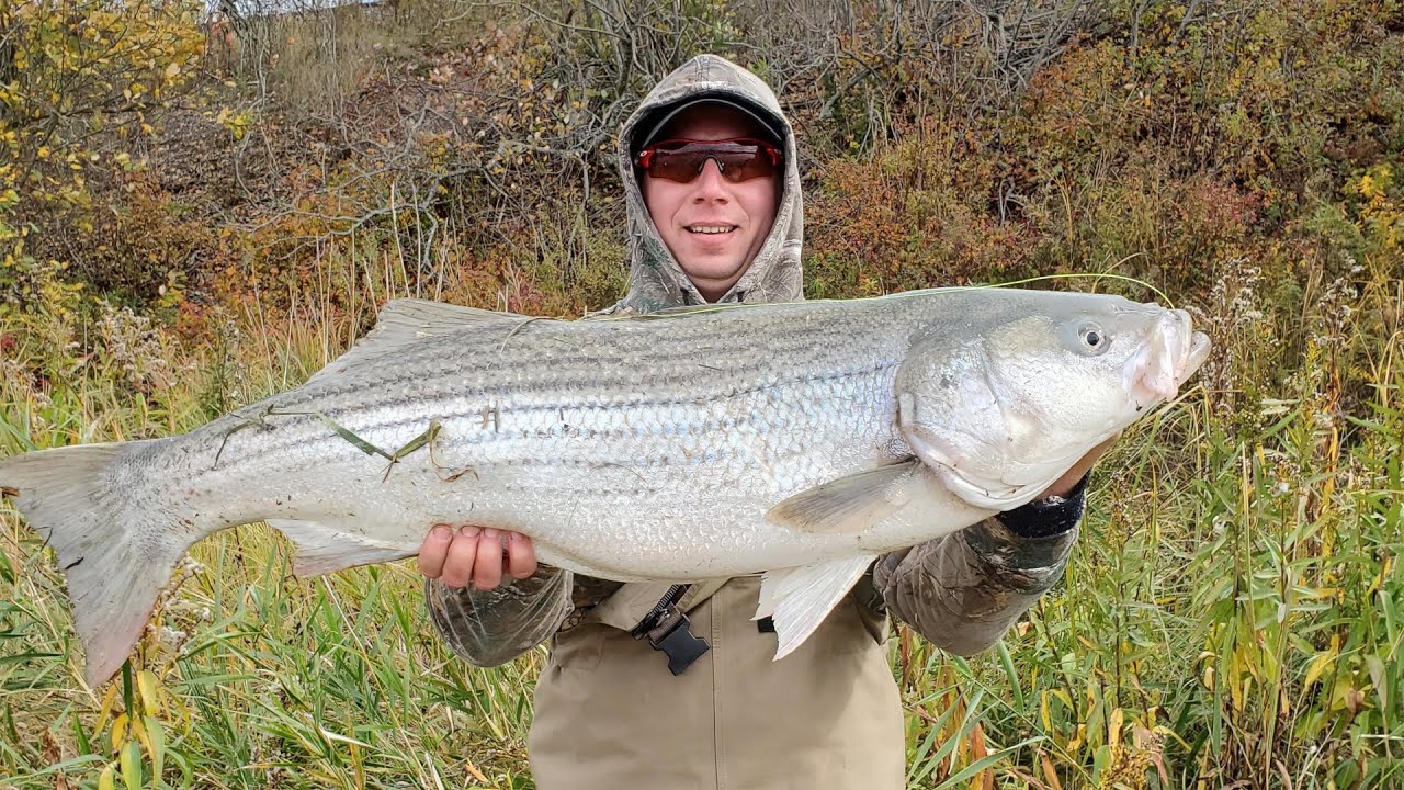 Striped Bass Fishing Will Blow Your Mind!