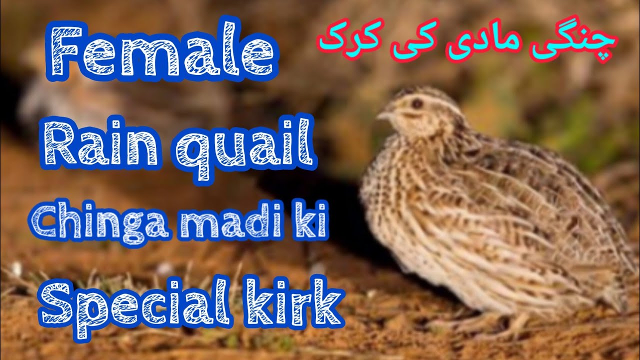 Female Rain Quail Sound # Chinga Madi Ki Kirk#we are hunters! battairkiawaz!