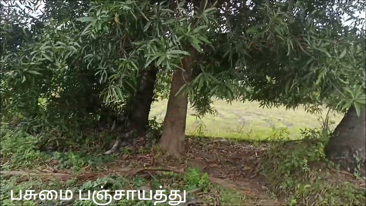 குத்தகை அடமானம் விற்பனை நல்ல விவசாய நிலம் #பசுமை பஞ்சாயத்து
