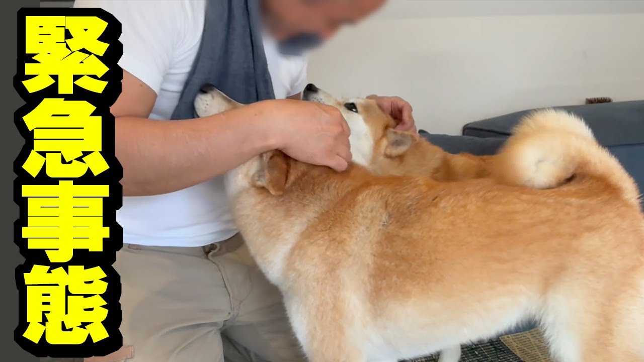 夜釣り中に緊急事態発生で大変な事に…出迎えてくれる柴犬姉妹が愛おしい