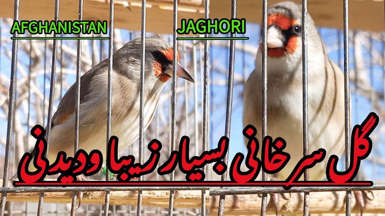 خاندن سایره چوچه درجاغوری افغانستان تقدیم شما دوستان عزیز شوقی سایره 