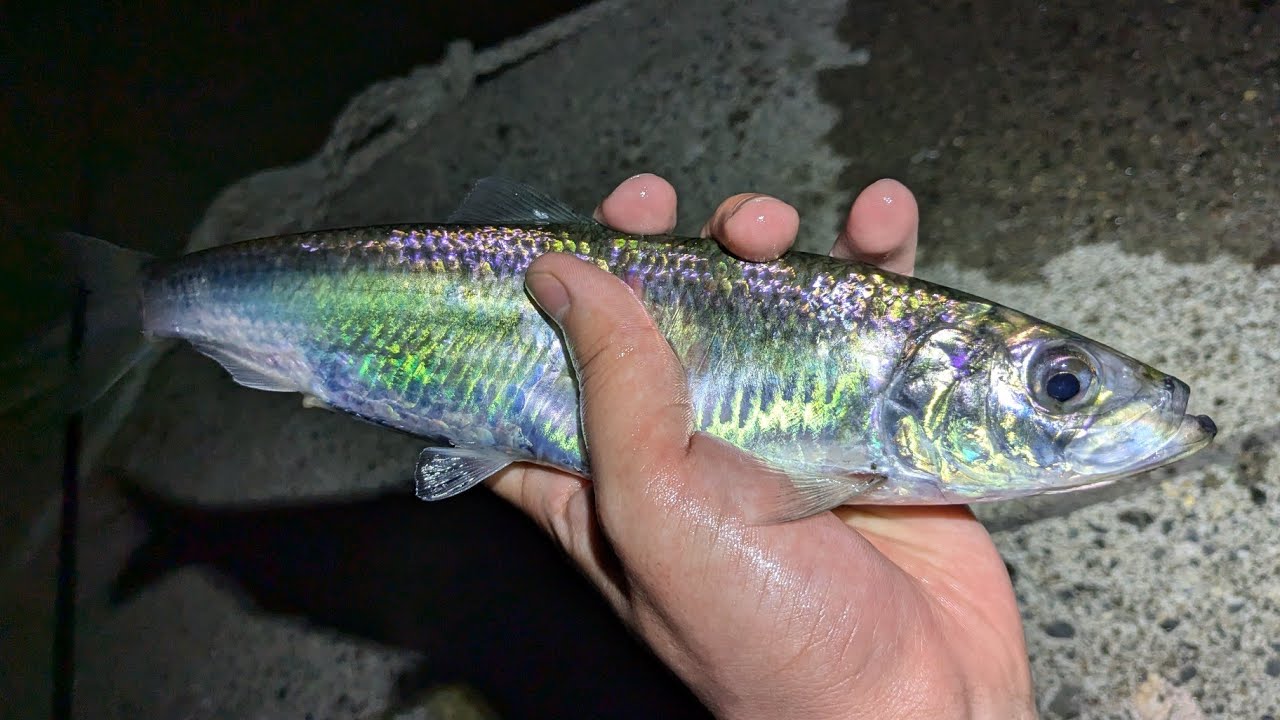 【北海道釣り】闇夜の港で光り輝く謎魚を釣る！！