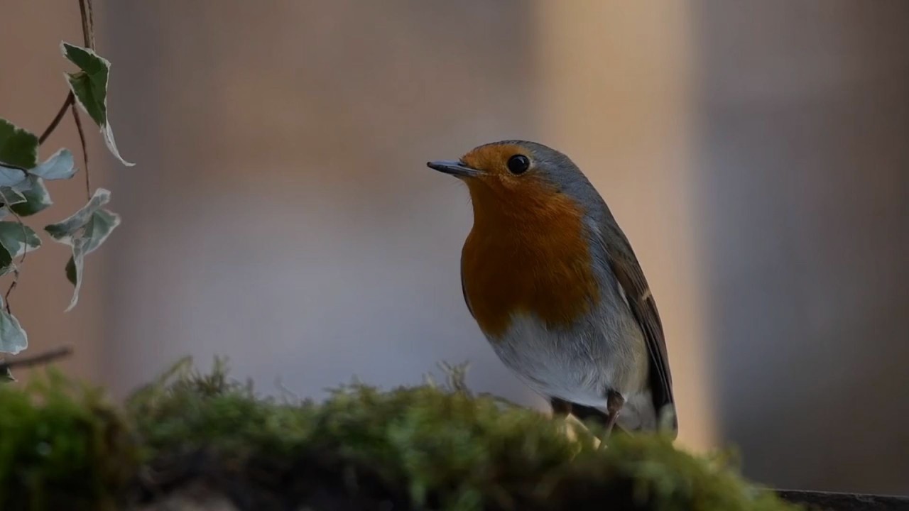 Wild Forest Ambience – 5 Stunden Wald  & Tiergeräusche zum Abschalten, für Schlaf & Ruhe  Pure AI AS