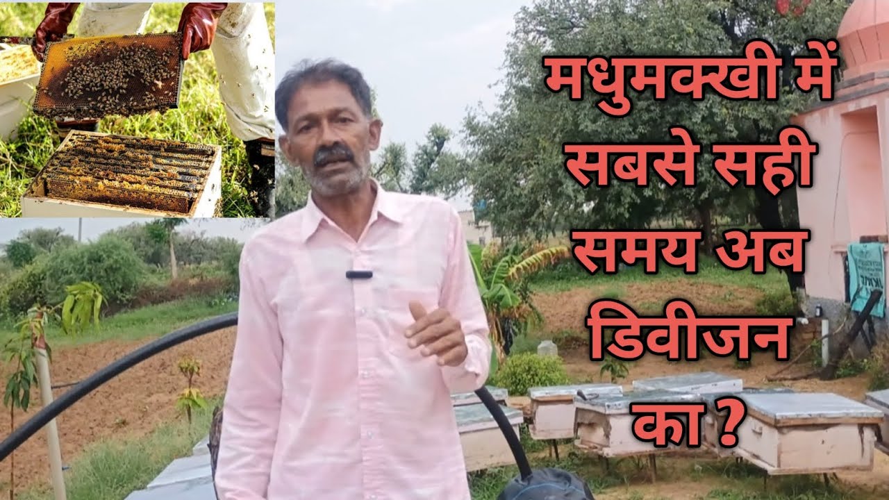 Now is the best time to division in bees/अभी मधुमक्खी में सबसे सही समय डिविजन का है