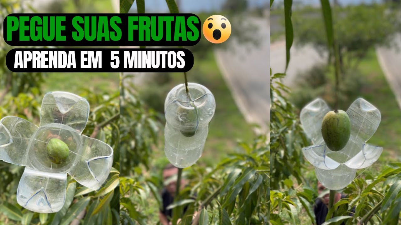 O Melhor Pegador De Frutas 🍈 Que Existe !! Feito Com Garrafas Pet