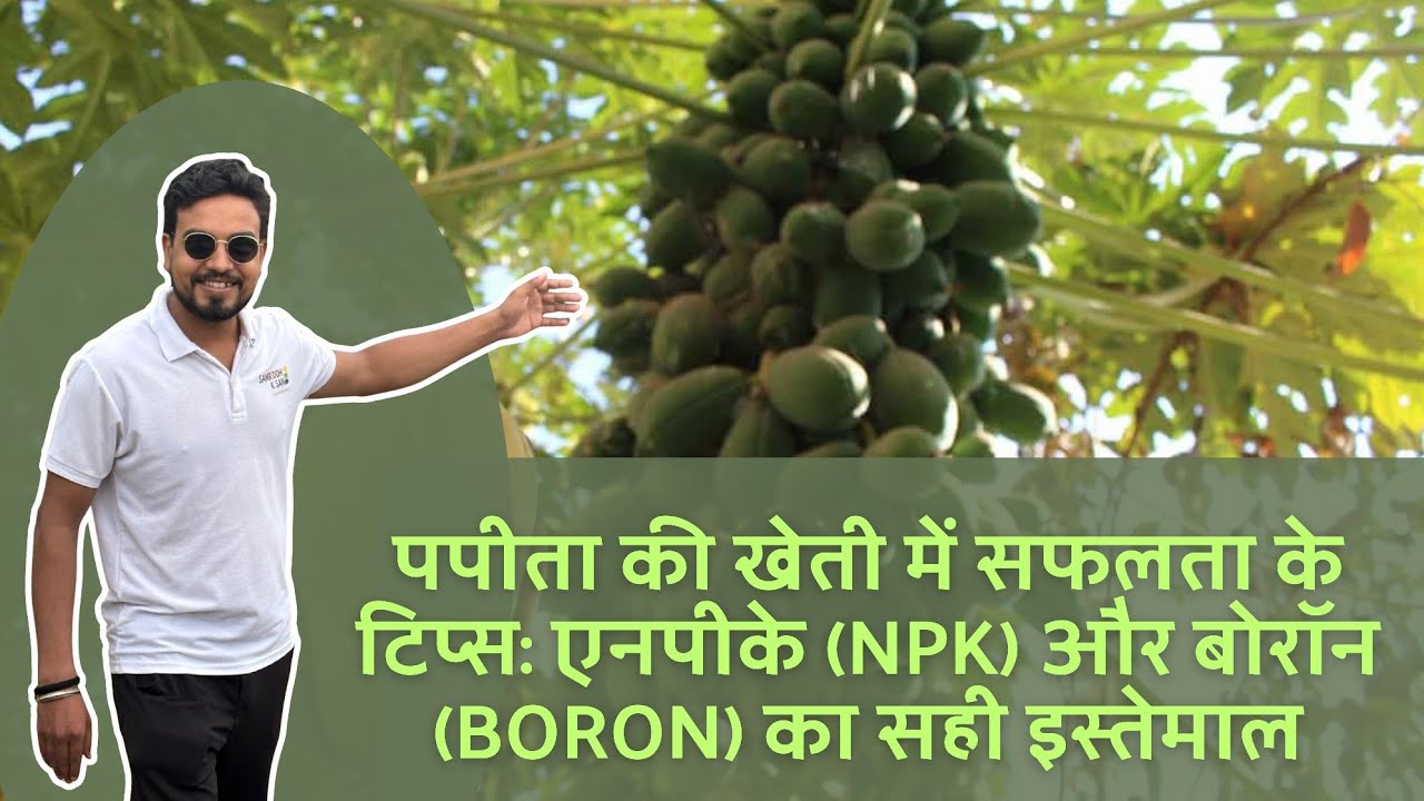 पपीते की खेती में 1% किसान ही करते हैं ये चीज़… बाकियों को सालभर पछताना पड़ता है!