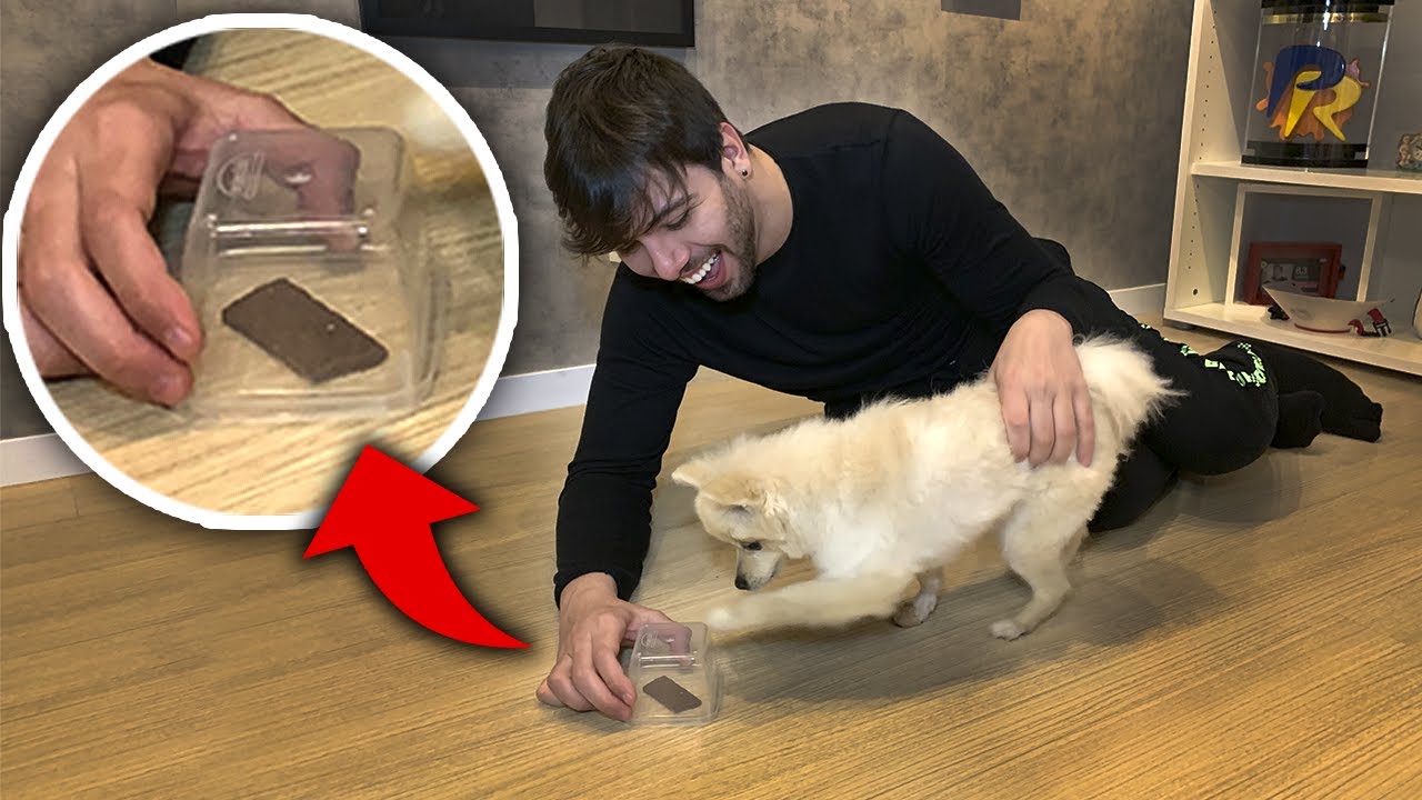 Testei a INTELIG&Ecirc;NCIA do meu Cachorro **ele bugou**