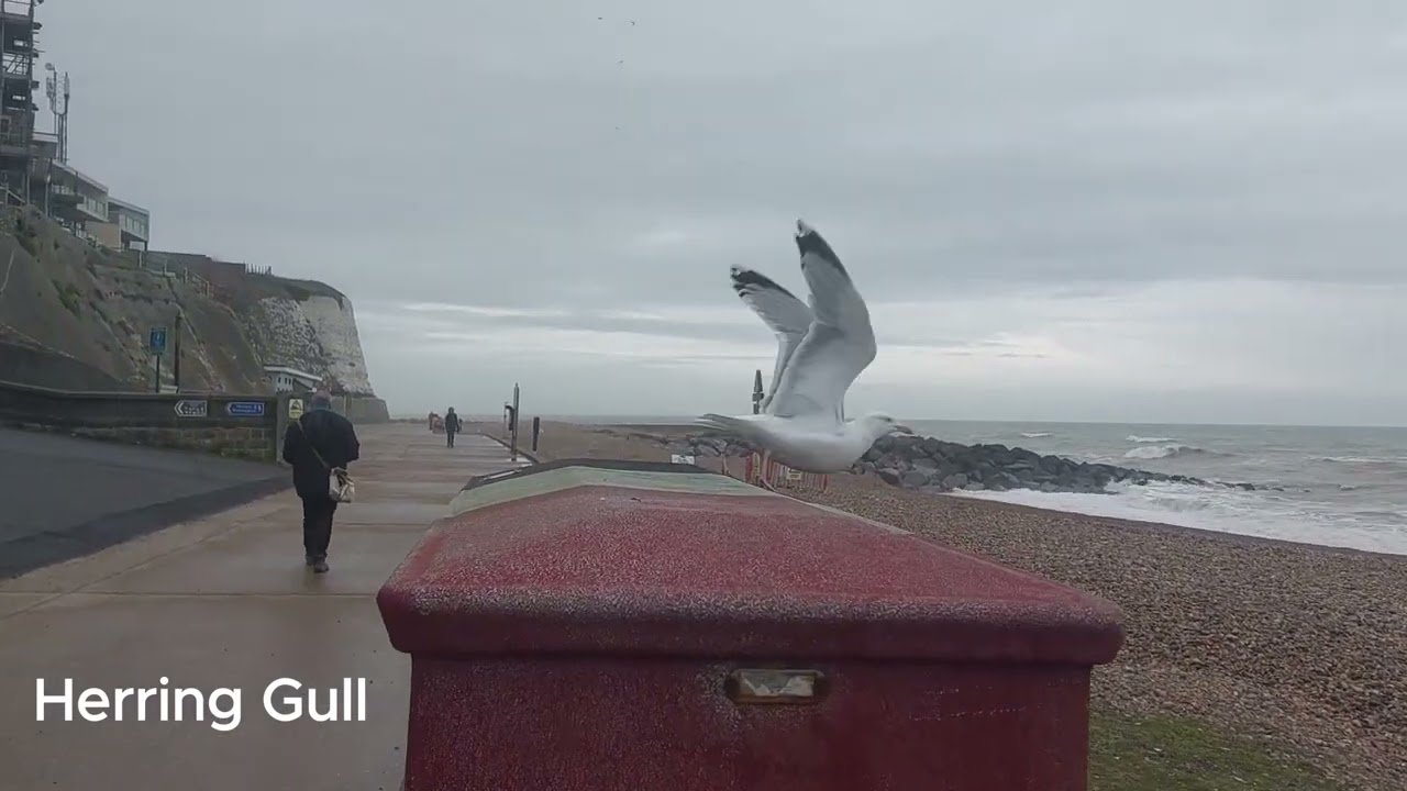 UNDERCLIFF WALK - Brighton Marina to Saltdean Lido