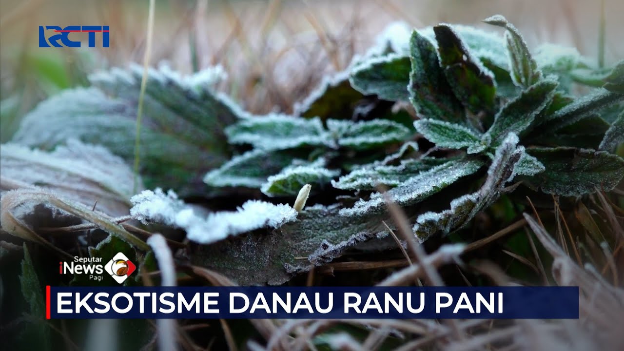 Eksotisme Danau Bersalju Ranu Pani #SeputariNewsPagi 01/08