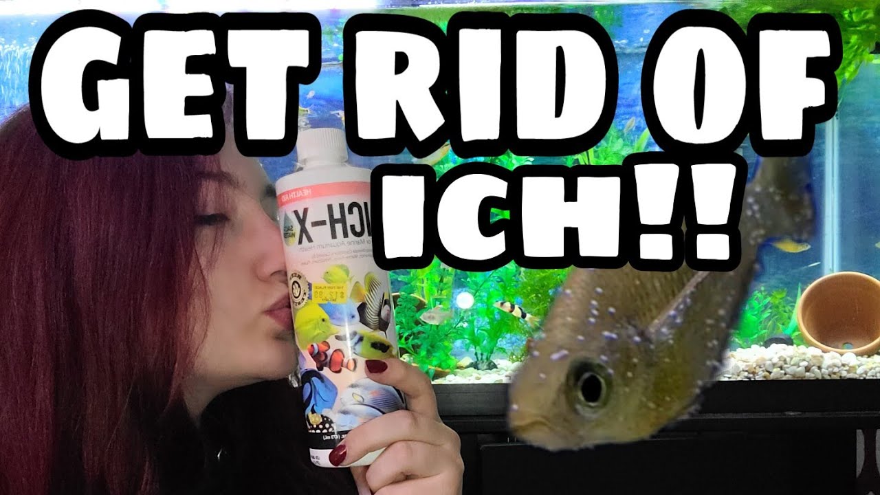 How to Treat & Cure ICH !!