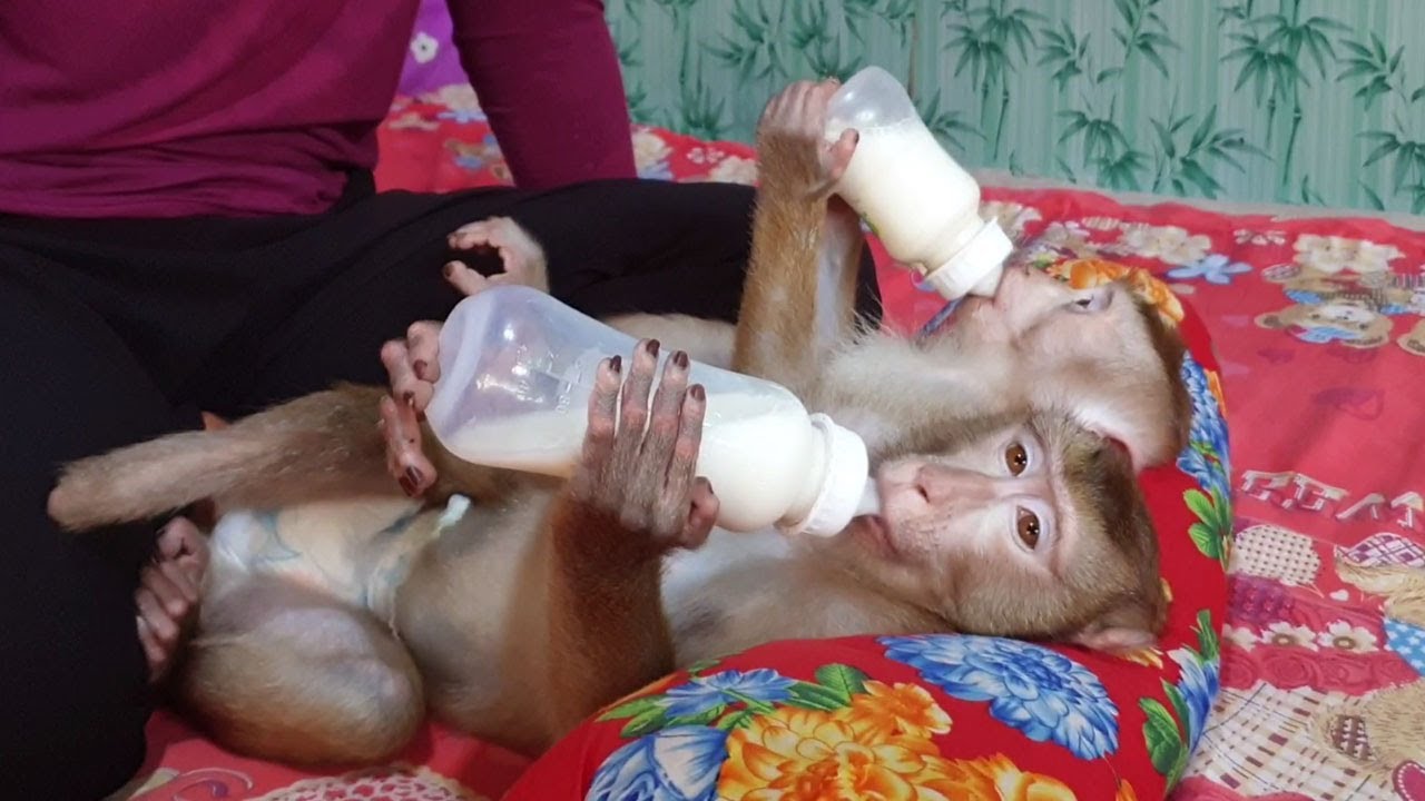 Lovely boy Koko and Yoko warmly hold milk for drink / Koko&Yoko Official