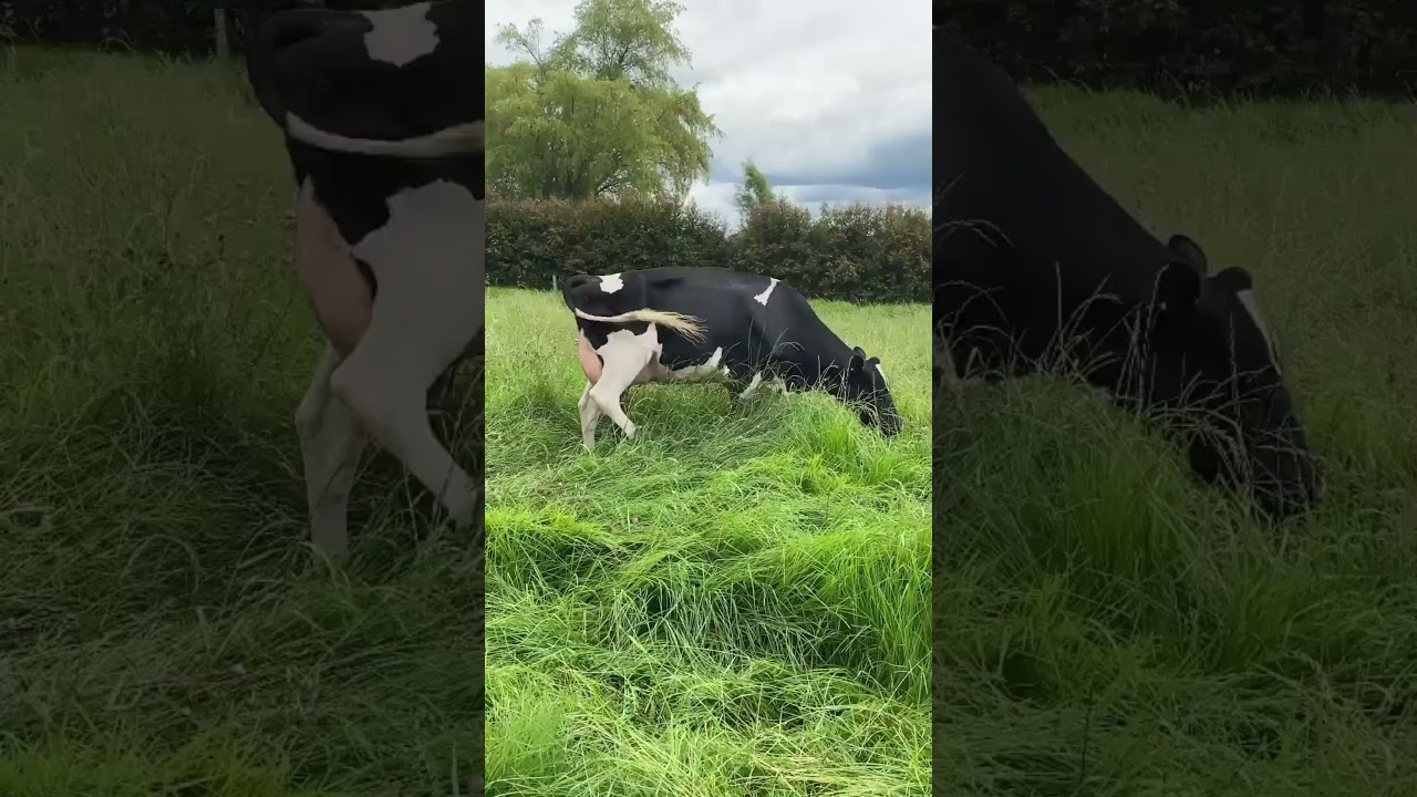 🔴 [ DAIRY COWS ]  HOLSTEIN Cattle ✅ Biggest Bulls And Cow