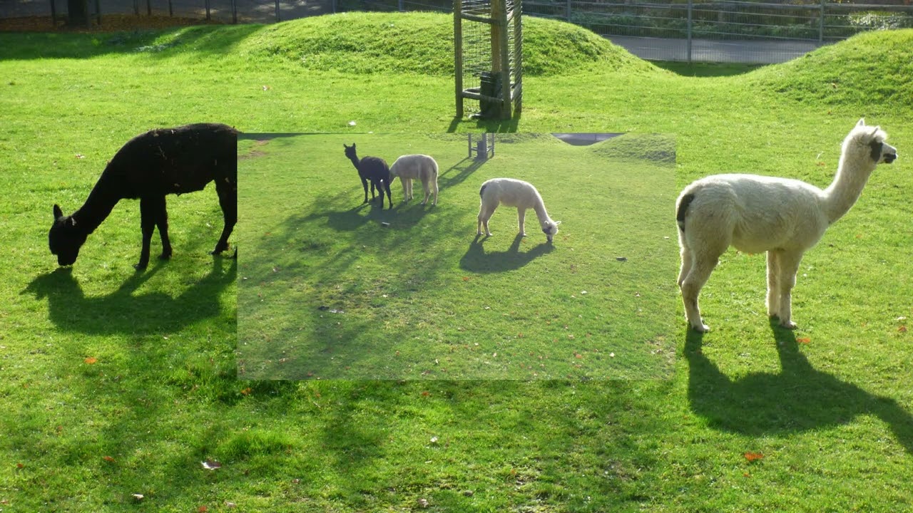 Ogród zoologiczny w Akwizgranie Euregiozoo