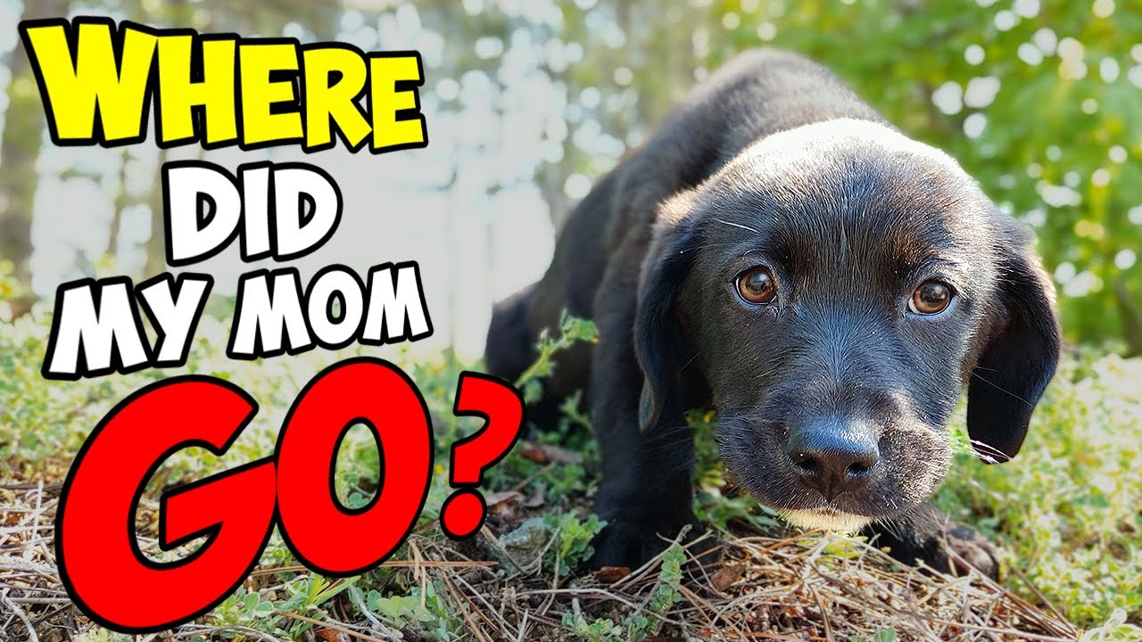 Amazing Rescue of a Small Puppy Who Lost His Mom: Watch What Happens Next