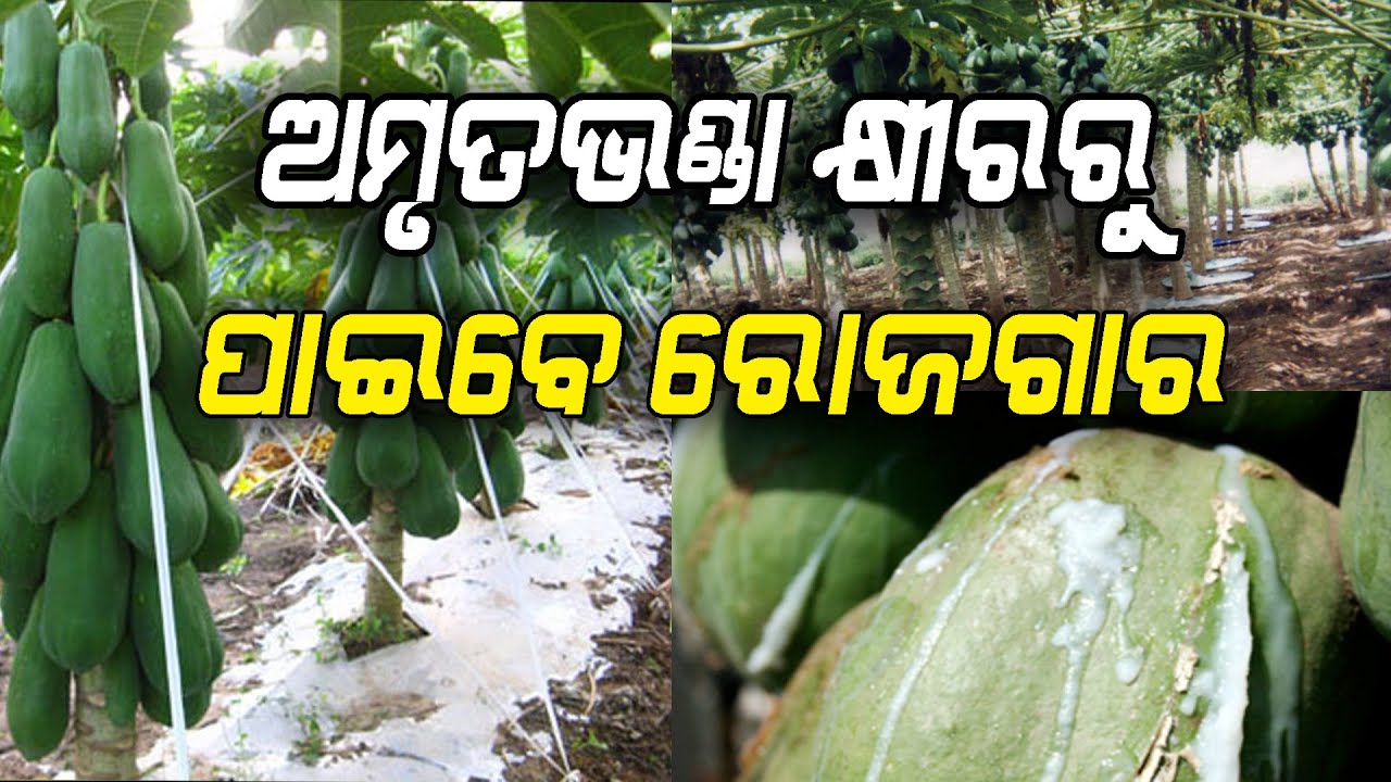 Papaya khira ru bhalla labha | ଅମୃତଭଣ୍ଡା କ୍ଷୀରରୁ ମିଳିବ ଭଲ ଲାଭ | Papain processing from Papaya