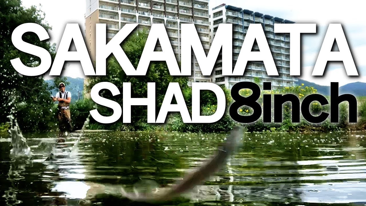 サカマタシャッド 8インチの使い方【おかっぱり バス釣り 琵琶湖 水中アクション映像】