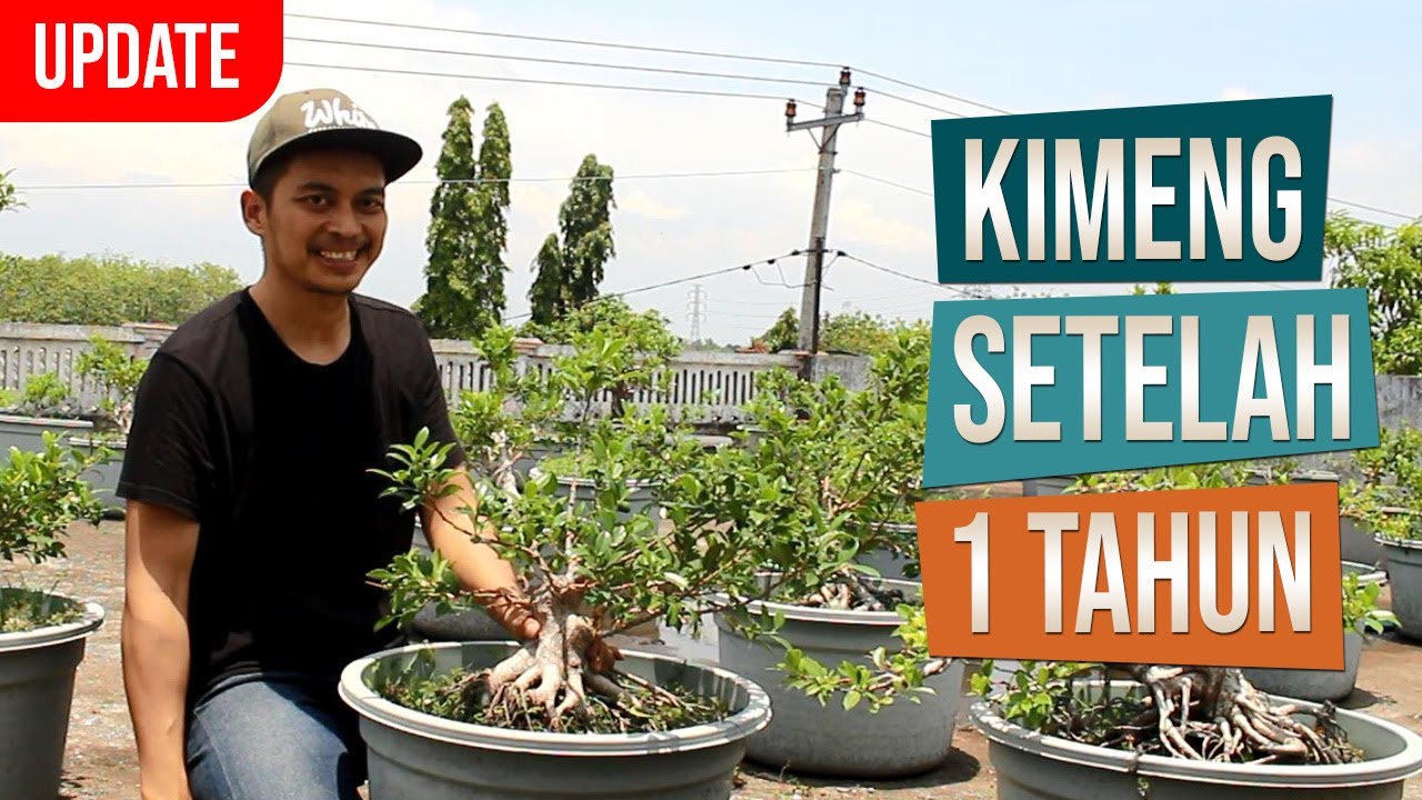 Update Perkembangan Bahan Bonsai Kimeng Mas Andung Ceper Klaten Setelah 1 Tahun Penanaman