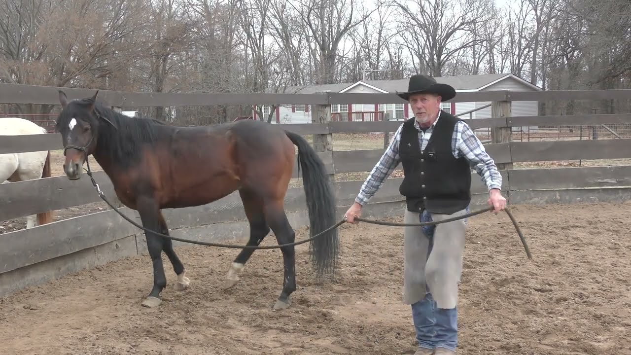 Aequitas Arabian Stallion  Part 15  First Hoof Trim