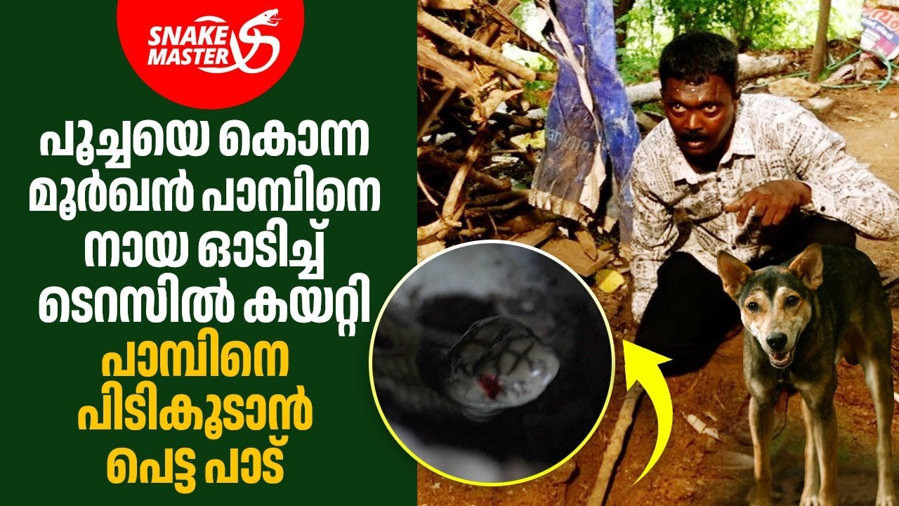 പൂച്ചയെ കൊന്ന മൂർഖനെ പിടികൂടാൻ പെട്ട പാട് | Vava Suresh | Cobra Rescue | Snakemaster 1149