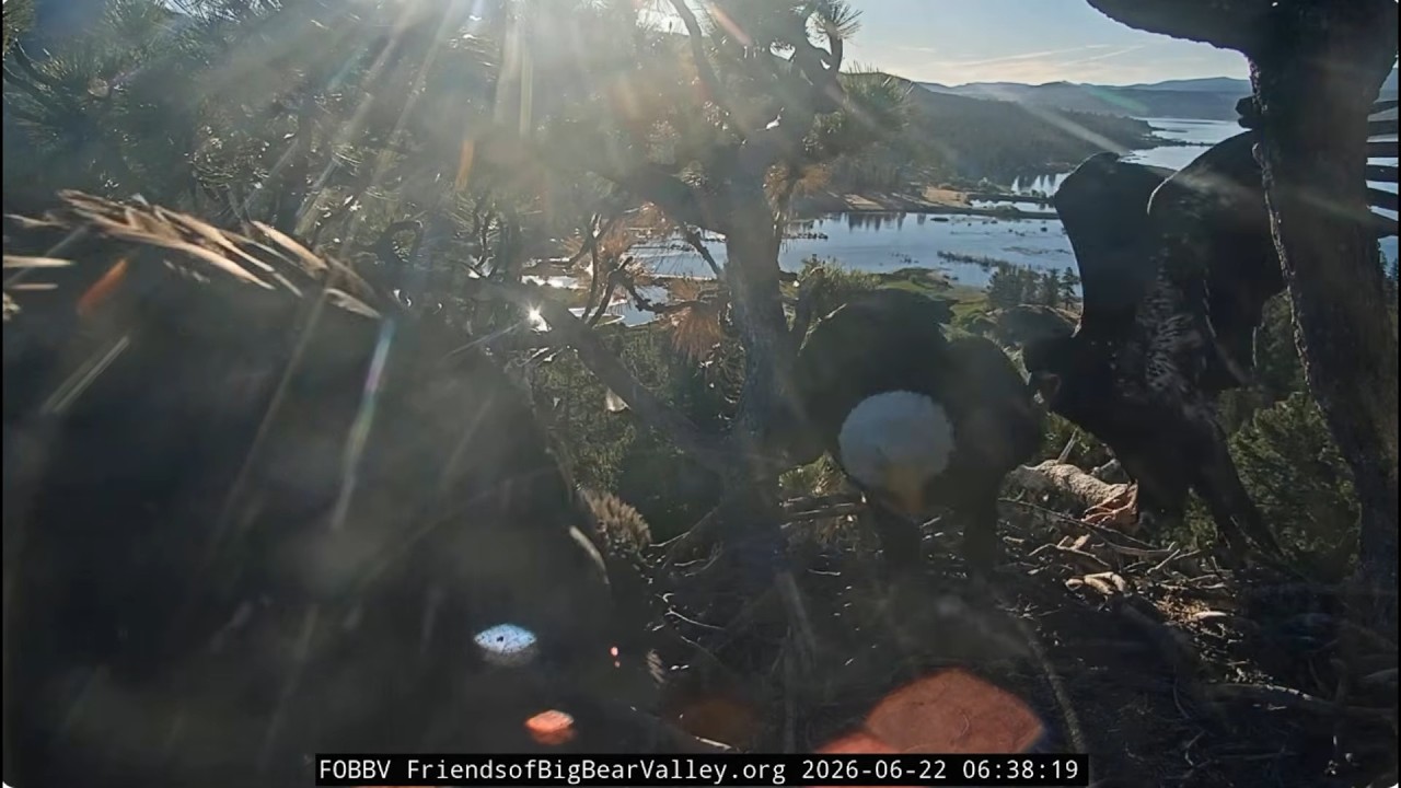 Shadow brings two breakfast fish, Jackie feeds the eaglets 22.06.2026 @FOBBVCAM
