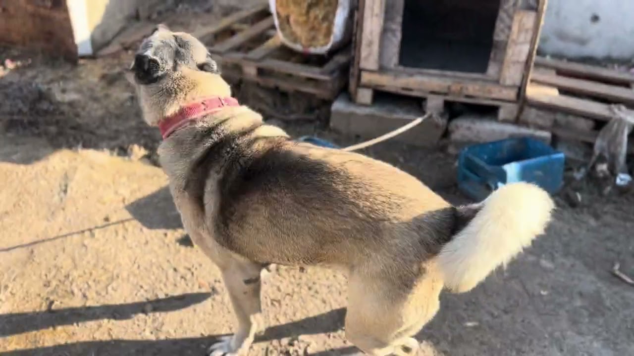 Yeni kümesimizi yaptık Sırada Kazları getirmemiz lazım 