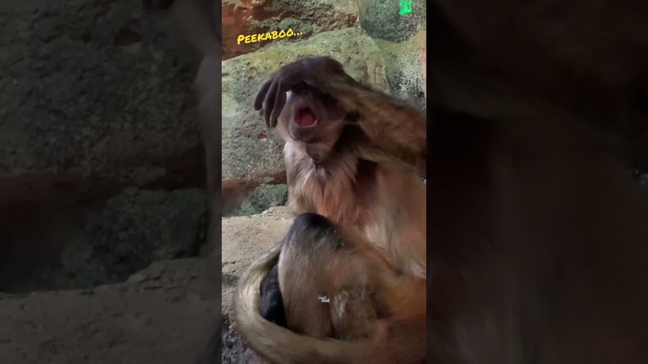 Amazing! This little monkey playing peekaboo with kids - sad&hellip;is locked up (zoo)! #intelligence