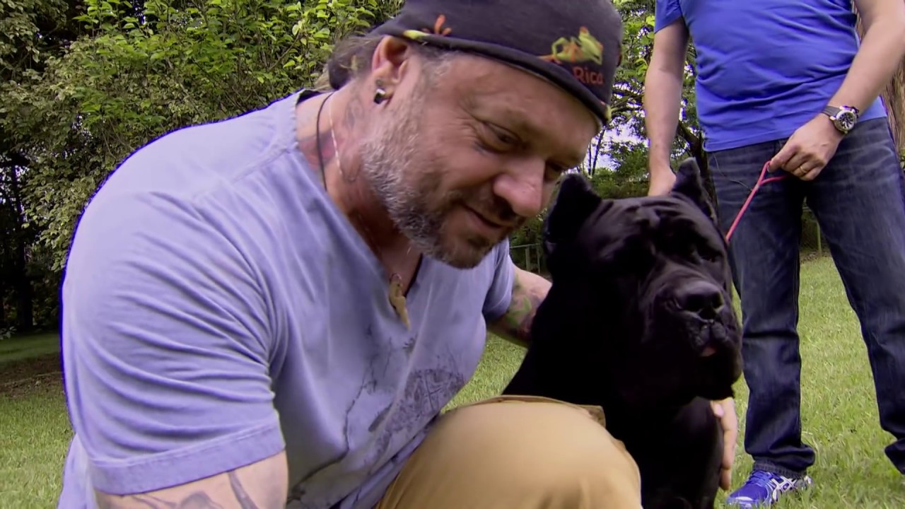 GUIA DE RAÇAS | CANE CORSO! | RICHARD RASMUSSEN