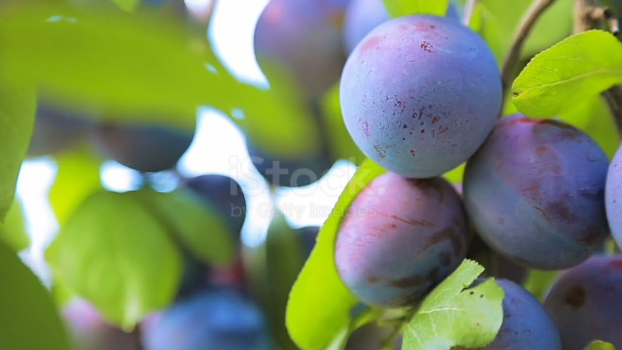 Tropical fruit tree harvest - Mango, Cherry, Lychee, Apple - Beautiful Agriculture Technology