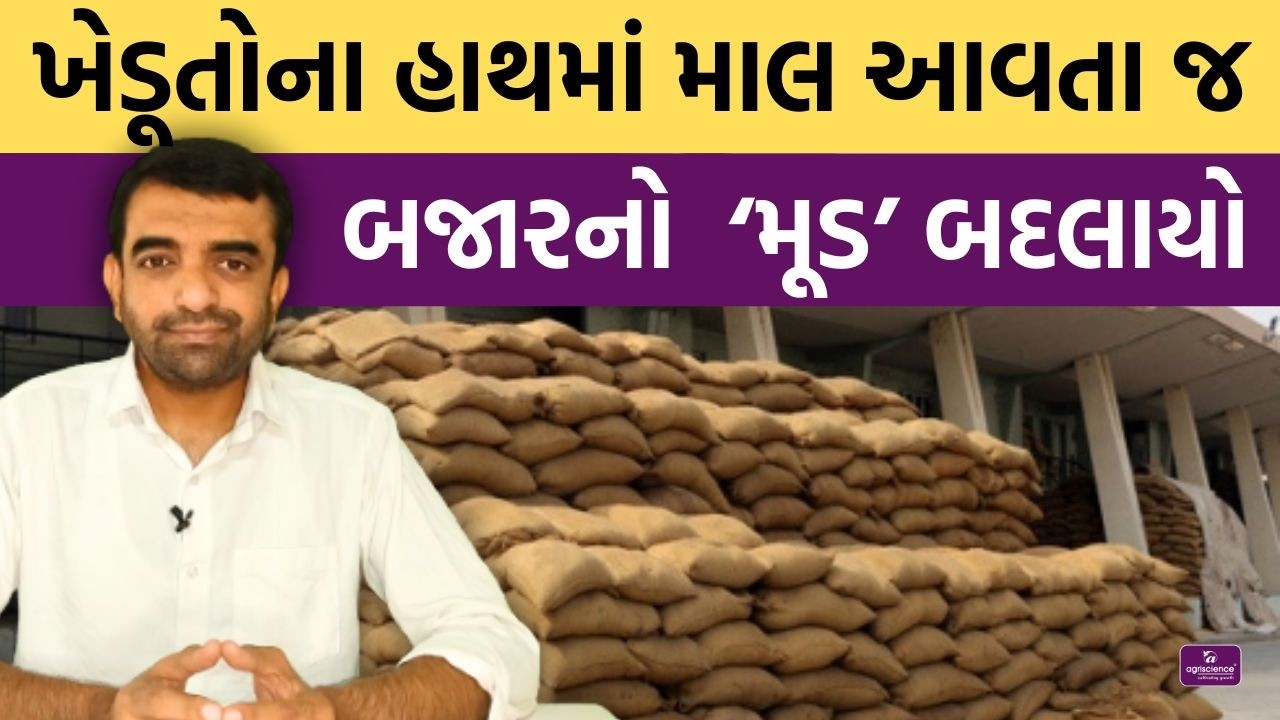 ખેડૂતોના હાથમાં માલ આવતા જ બજારનો  ‘મૂડ’ બદલાયો | Agriscience