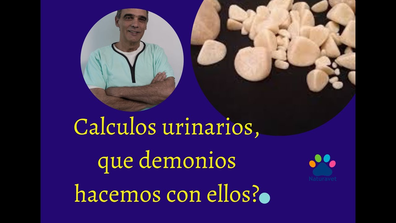 calculos urinarios en nuestros animales