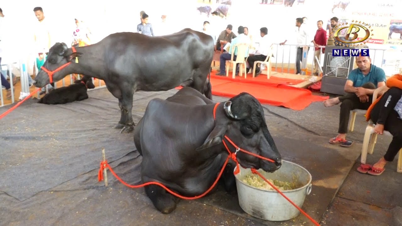 जाफराबादी रेडा, लाल कंधार जातीचा खोंड, पंढरपुरी रेडा आणि ४० पेर्‍याच्या उसाचं शेतकर्‍यांमध्ये आकर्षण