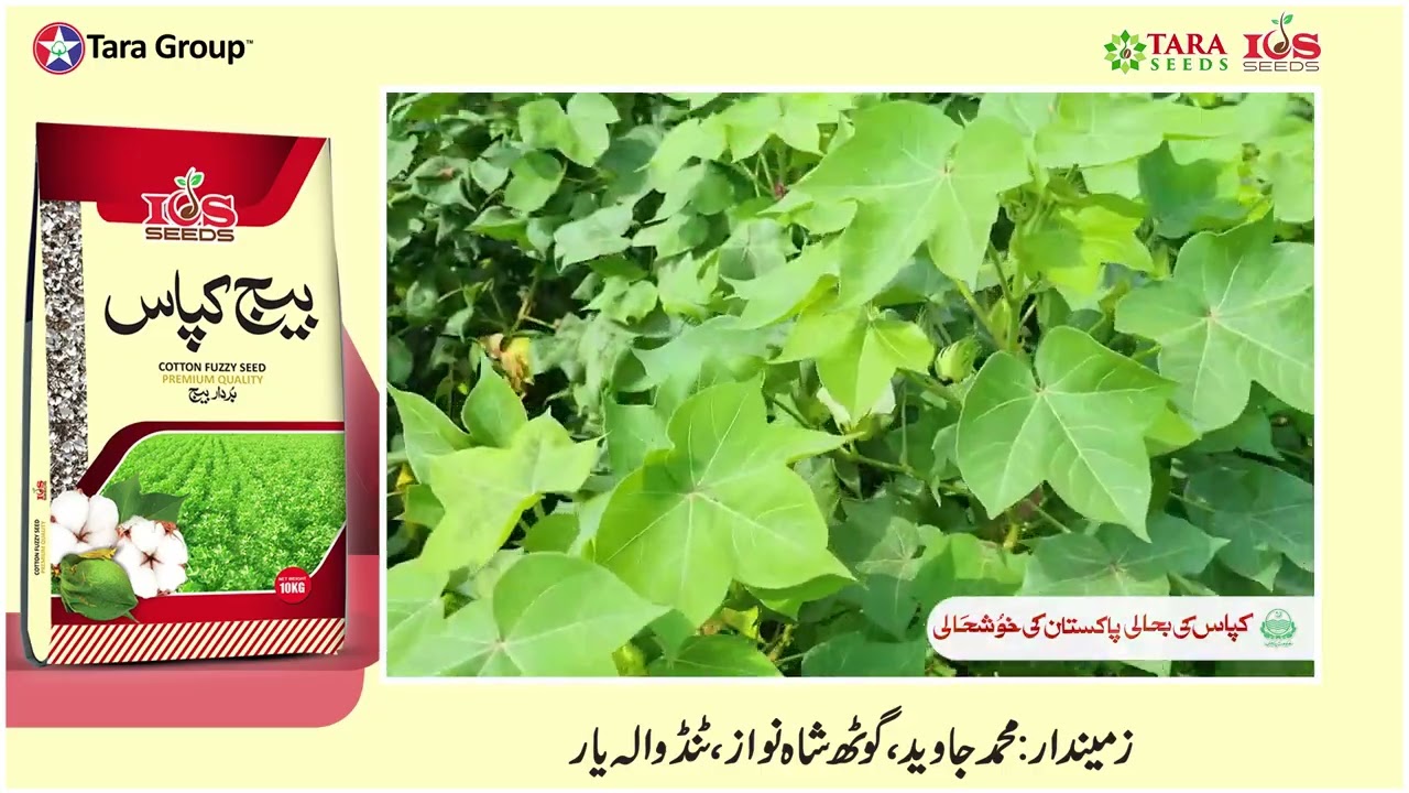 Tara Group | Tara Seeds | Cotton Seed | ICS 386 | Sindh | Testimonial | Happy Farmer | High Yield