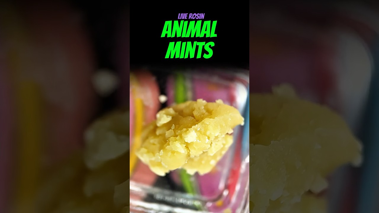 Animal Mints (H) - Blue River - Trulieve