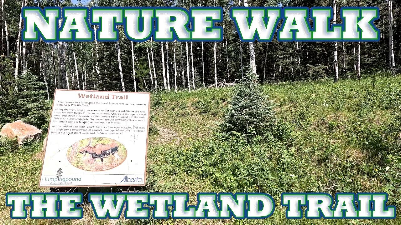 NATURE WALKS ║ THE WETLAND TRAIL