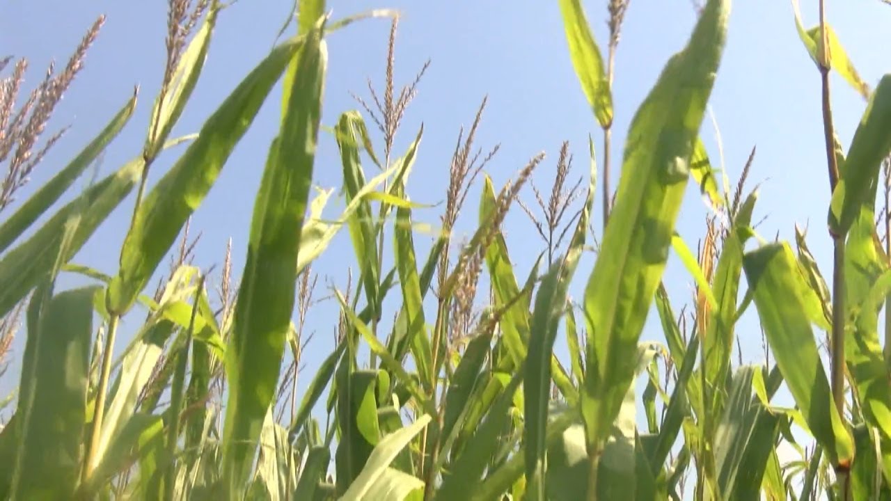 Lack of Rain Impacting Growing Season For Stateline Farmers