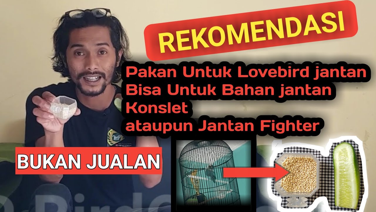 Rekomendasi pakan Untuk Lovebird jantan