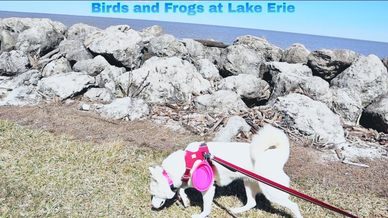 Walking Vlog: Birds and Frogs on Lake Erie