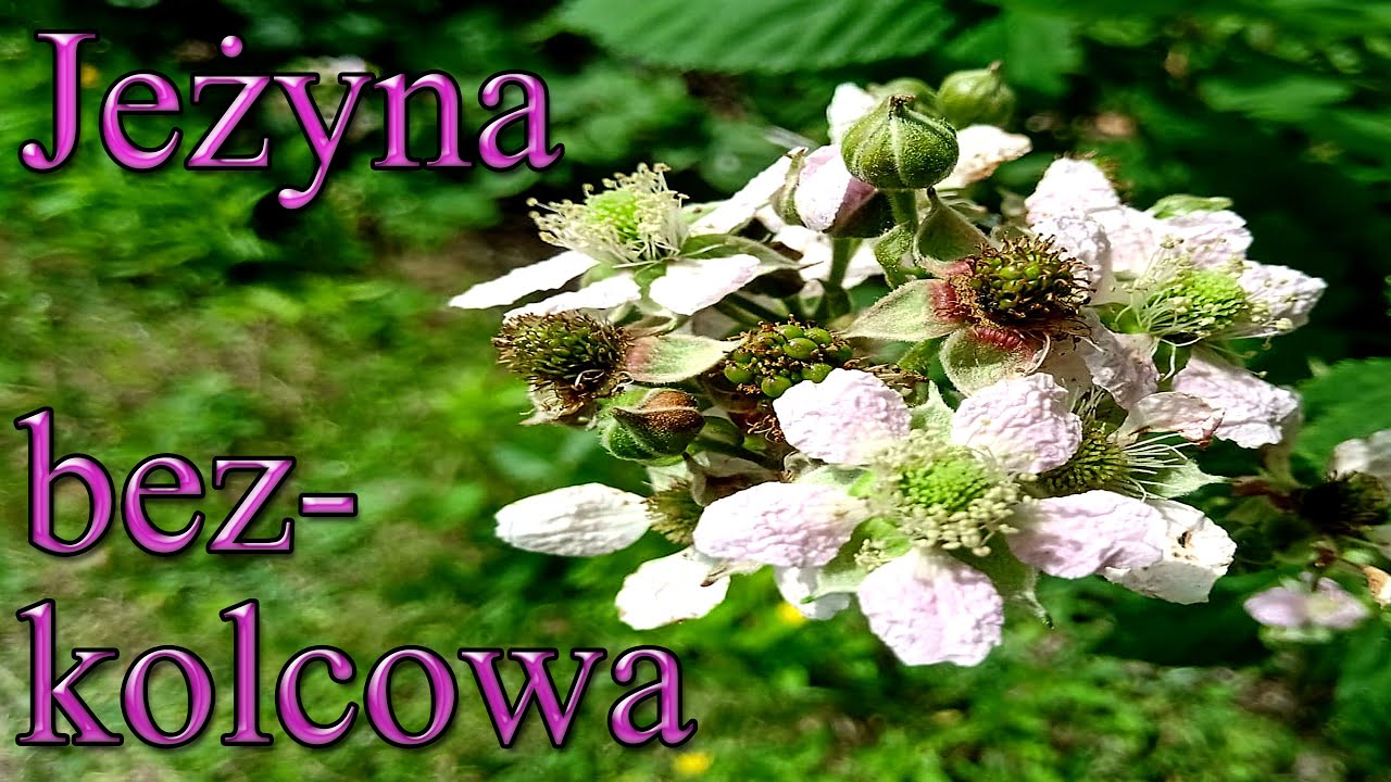 Ogrodowe pierdamony 65 - jeżyna bezkolcowa kwitnie