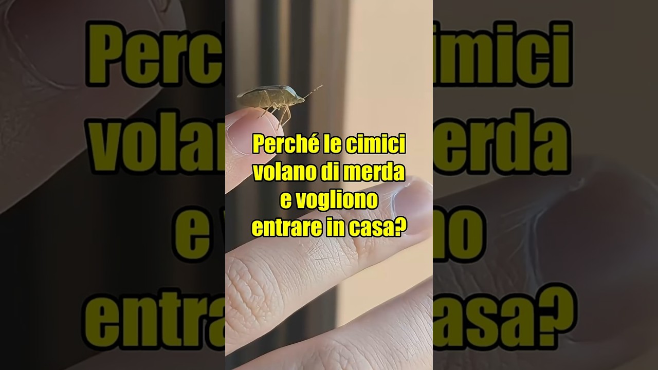Perch&eacute; le cimici volano male e vogliono entrare in casa?