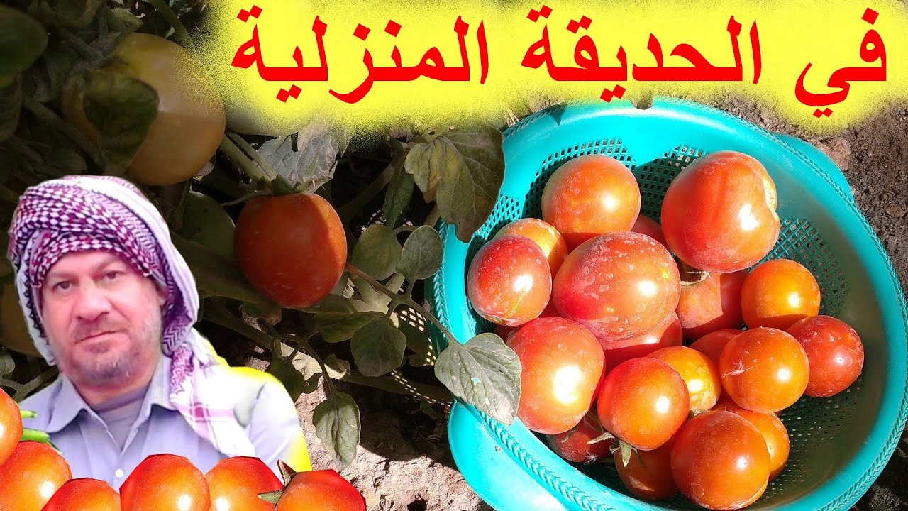 زراعة الطماطم (البندورة)في الحديقة المنزلية