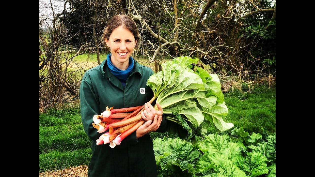 Rhubarb jam - from plot to jar