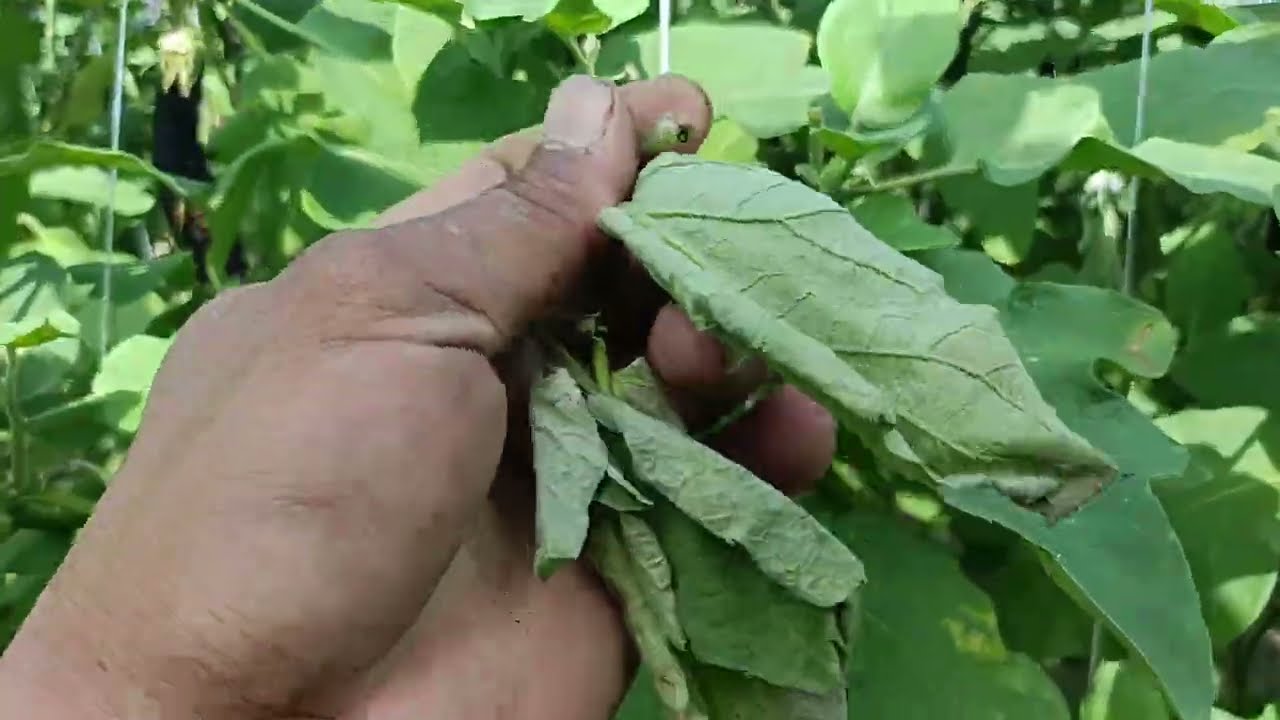 Technique sa Sempleng pamamaraan sa pag control ng fruit shot borer sa talong 👍 pag usapan po natin 
