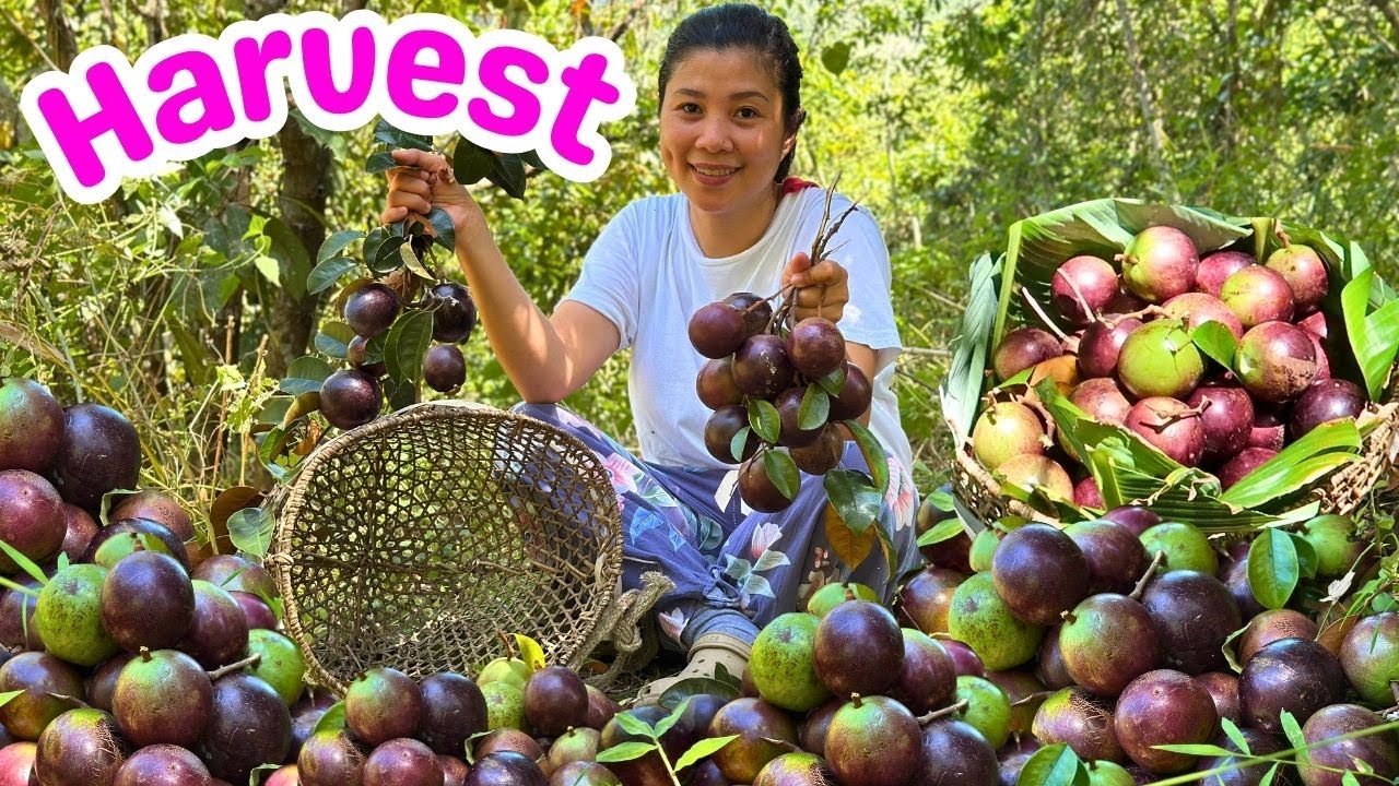 Nagharvest kami ng Kaimito sa Bundok | STAR APPLE HARVEST | BUHAY SA PROBINSYA