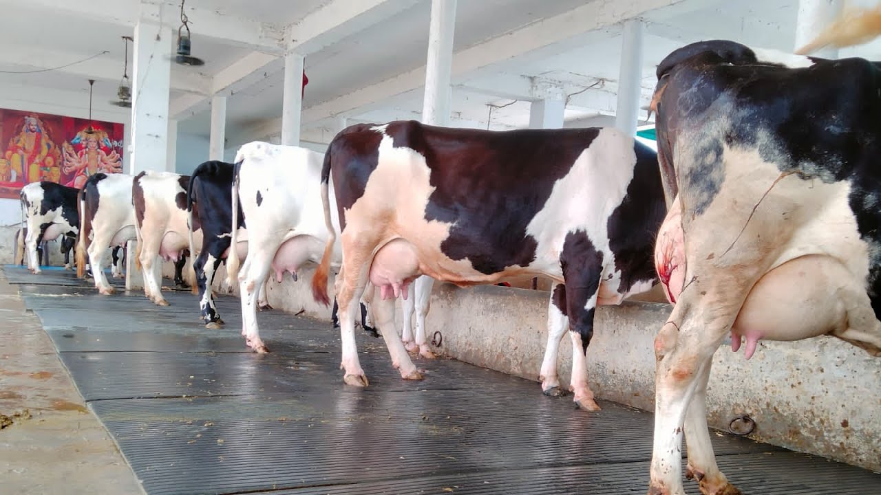 All HF Breed at Maratha Dairy Farm || Biggest Farm in Karnal,Haryana