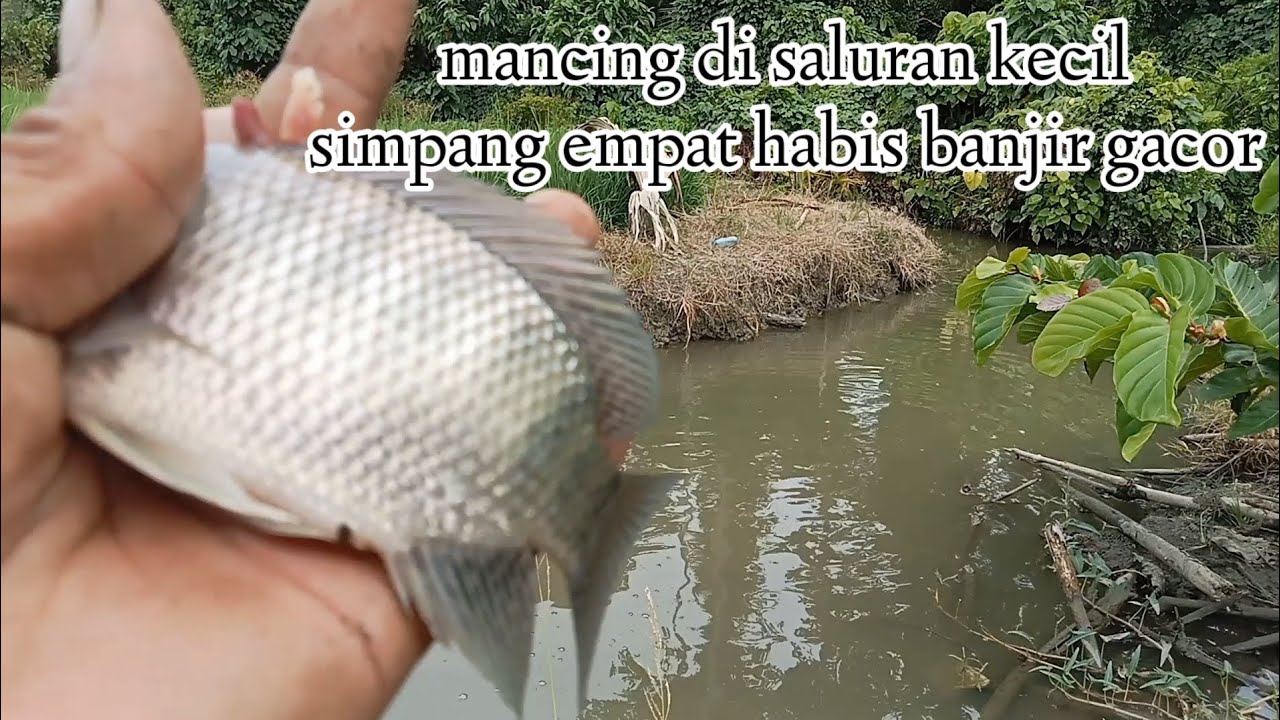 Mancing di saluran kecil habis banjir gacor umpan cacing merah @fishing_1990