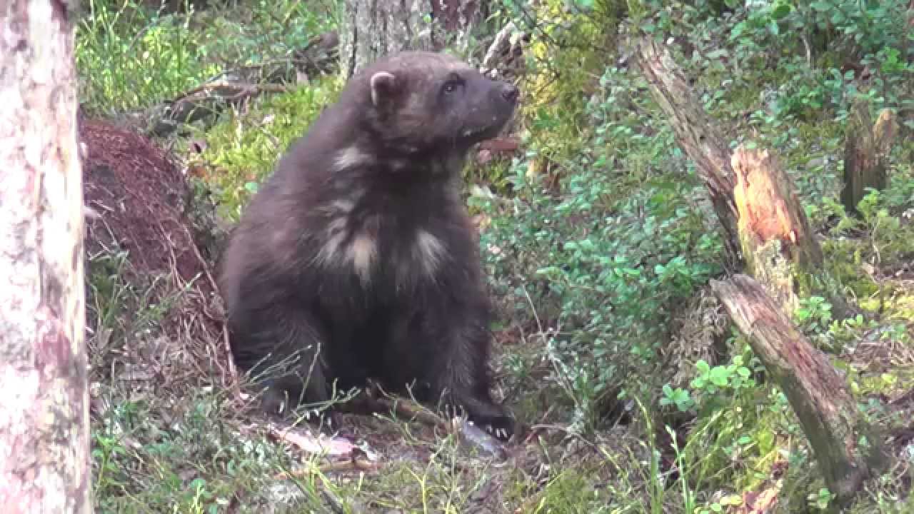 Wolverine - Vielfrass - Glouton (Finland)