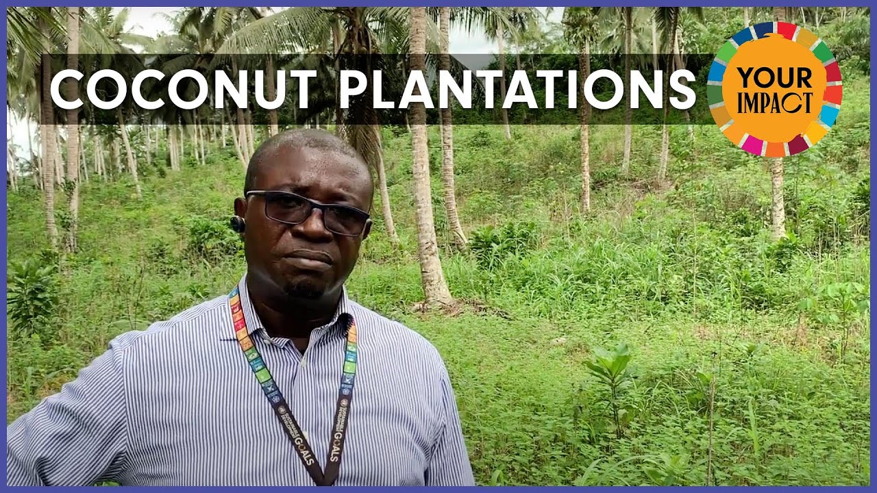 Coconut Plantations